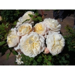 Crocus Rose / Крокус Роуз